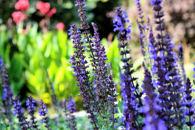 Garden Sunlight