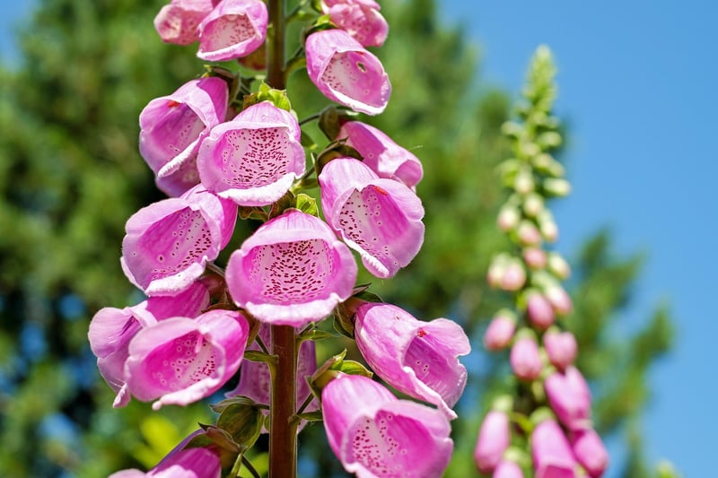 Vertical Garden Maintenance